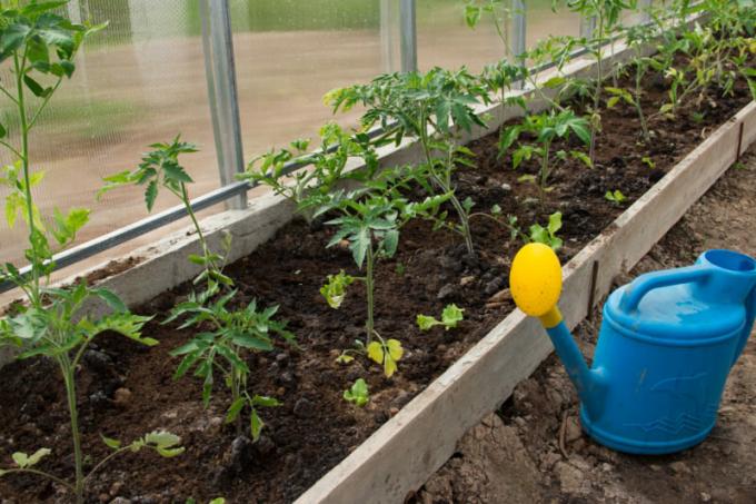 كيفية زراعة الطماطم الشتلات متضخمة