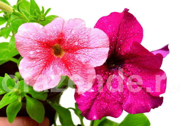 زهور البتونيا. ويستخدم التوضيح لمقال للحصول على ترخيص القياسية © ofazende.ru