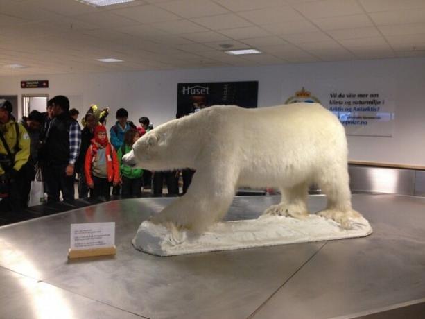 المطار يفي بجميع رمز السفر من المدينة - الدب القطبي.