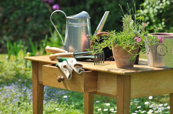 نصائح مفيدة للمبتدئين البستنة أو الربيع في حديقة