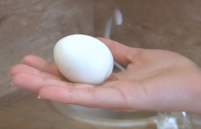 الجميع يريد أن يأكل بيضة الكمال غورني! / صور المصدر: youtube.com/channel/UCagplR5T275T6em4AQOYNbQ