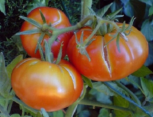 2 خطأ عند زراعة الطماطم، لأن الذي ثمار بدأت الكراك