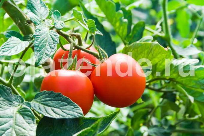 الطماطم للتعليب. ويستخدم التوضيح لمقال للحصول على ترخيص القياسية © ofazende.ru