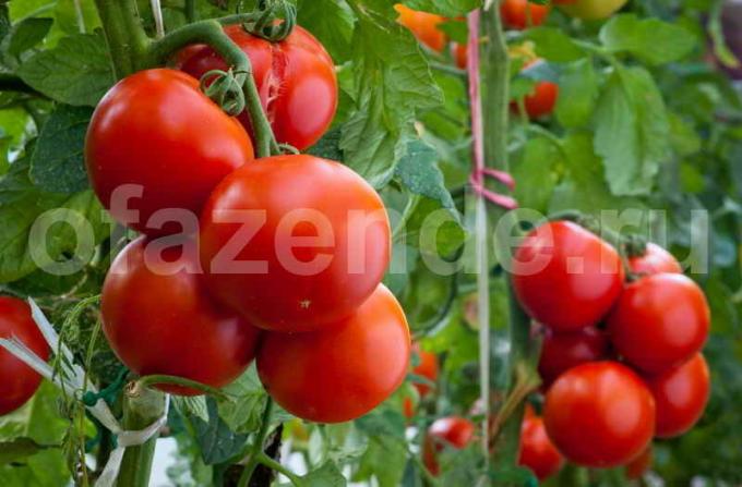 الطماطم الناضجة. ويستخدم التوضيح لمقال للحصول على ترخيص القياسية © ofazende.ru