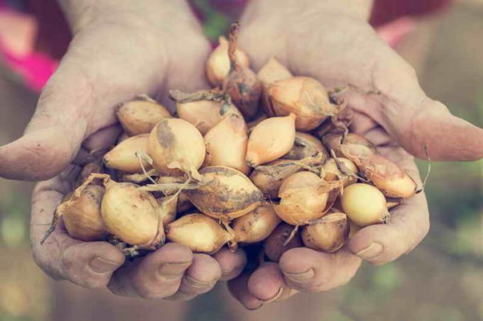 اختيار أصناف البصل للزراعة في الخريف. ويستخدم التوضيح لمقال للحصول على ترخيص القياسية © ofazende.ru