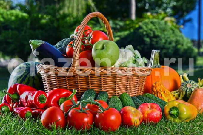 حصاد من الخضروات. ويستخدم التوضيح لمقال للحصول على ترخيص القياسية © ofazende.ru