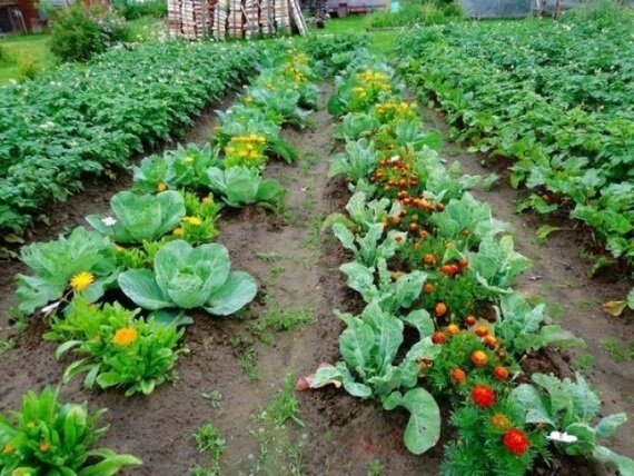 كأصدقاء مع كل المحاصيل البستانية أو غيرها من طريقة زراعة، والتي تعطي عائد جيد