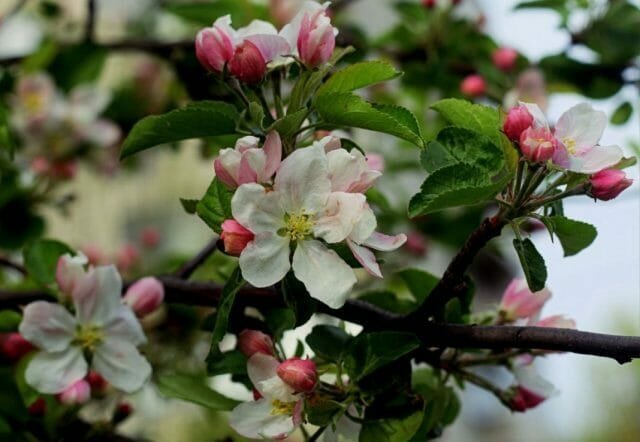 أزهار شجرة التفاح