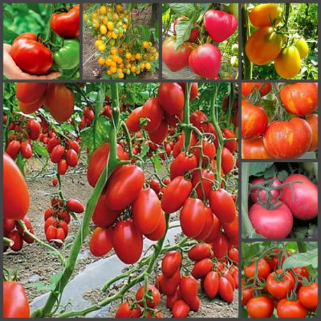 طريقة فائقة فريدة من الطماطم زراعة في الخريف، والتي سوف يضمن لك الحصول على محصول ممتاز!