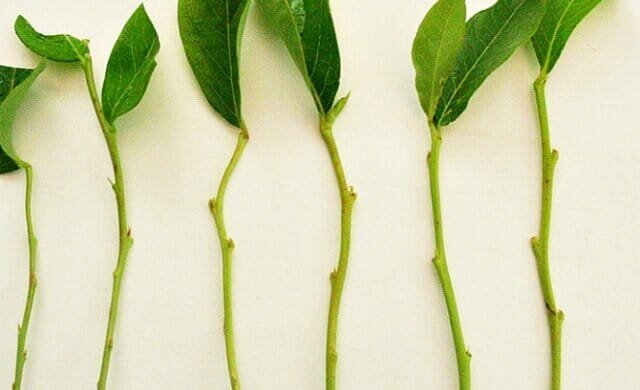 تجربة شخصية: كيفية نشر النباتات الخضراء قصاصات trudnoukorenyaemye