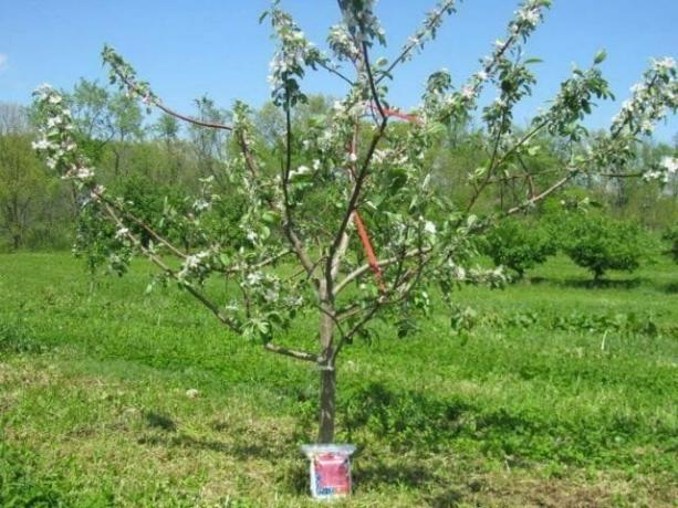 شجرة التفاح لمدة ثلاث سنوات. تزهر، ولكن ليس الفواكه