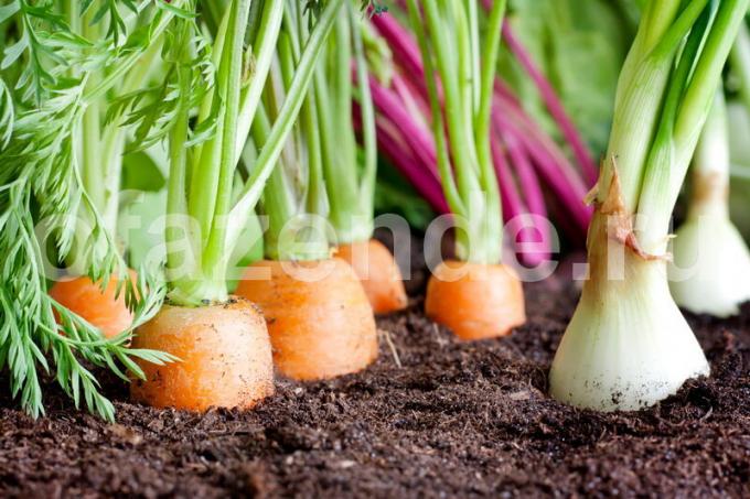 الخضروات زراعة المشتركة. ويستخدم التوضيح لمقال للحصول على ترخيص القياسية © ofazende.ru