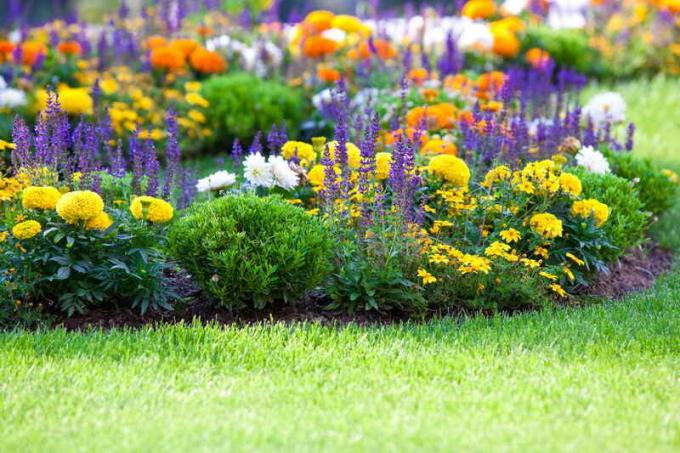 مزيج من الألوان في حديقة الزهور. ويستخدم التوضيح لمقال للحصول على ترخيص القياسية © ofazende.ru