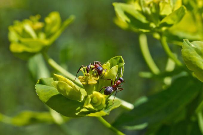 النمل مع أجنحة تسبب الكثير من الإزعاج للناس. ويستخدم التوضيح لمقال للحصول على ترخيص القياسية © ofazende.ru