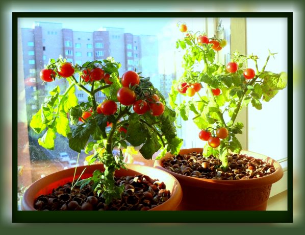 كيفية زراعة الطماطم في وعاء الزهور التي يمكنك تتغذى على الطماطم اللذيذة مباشرة من النافذة