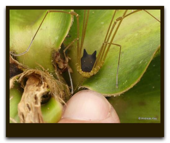 في الغابة، وجدت حشرة غريبة مثل العنكبوت مع رأس الكلب. مدى خطورة هو الحال بالنسبة لرجل. لايف فيديو + صور