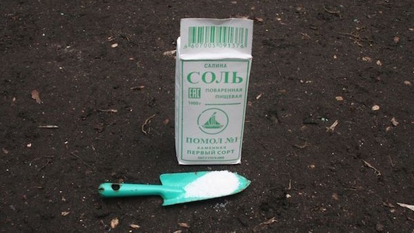 كيفية إزالة الملح من التربة: محاربة حديقة الملوحة