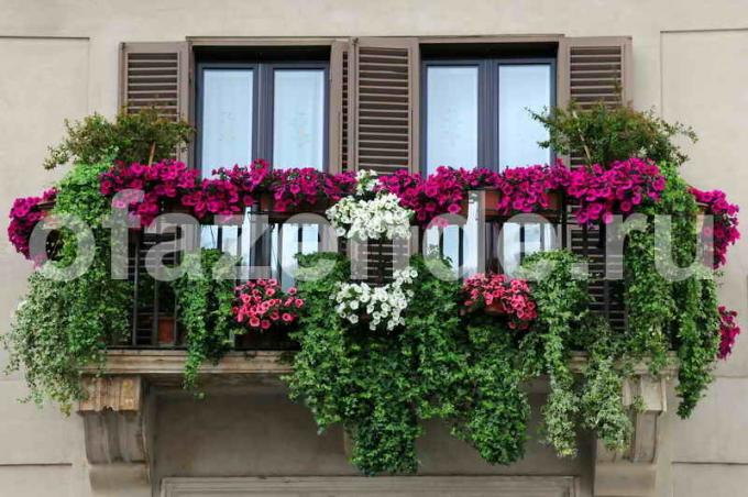حديقة الزهور على الشرفة. ويستخدم التوضيح لمقال للحصول على ترخيص القياسية © ofazende.ru