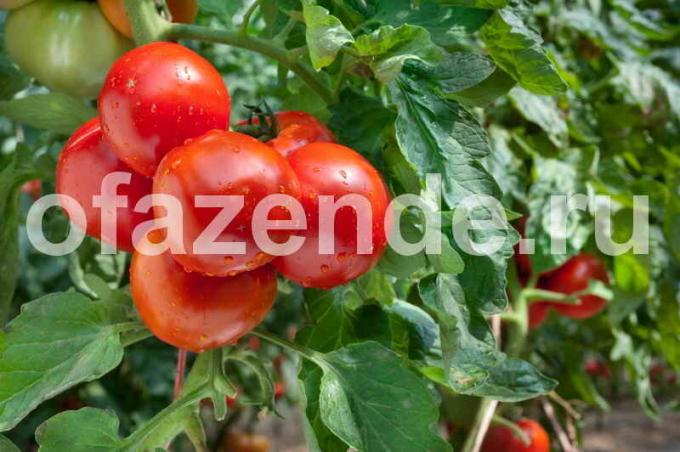 أصناف المبكرة من الطماطم (البندورة). ويستخدم التوضيح لمقال للحصول على ترخيص القياسية © ofazende.ru