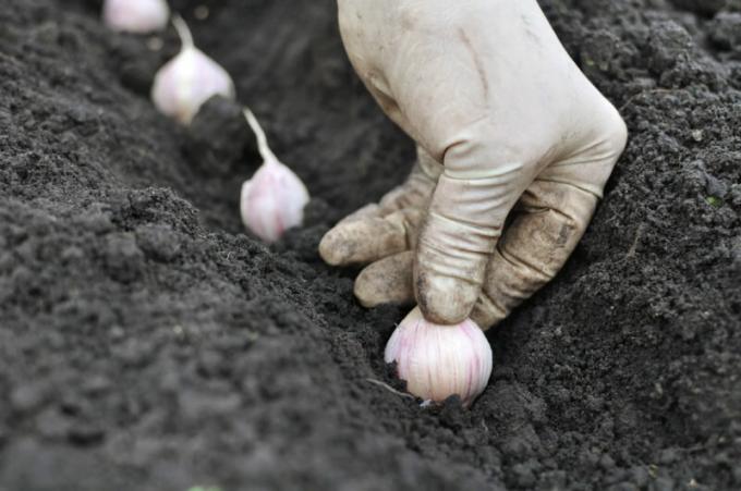 القواعد الأساسية للزراعة الثوم قبل حلول فصل الشتاء