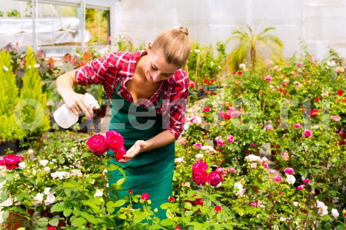 تزايد الورود. ويستخدم التوضيح لمقال للحصول على ترخيص القياسية © ofazende.ru