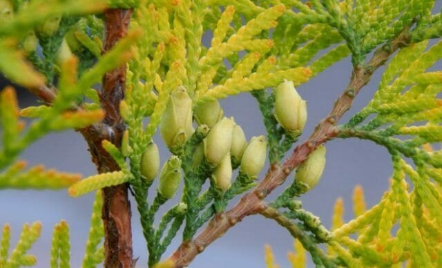 تحولت شجرة الحياة صفراء في الدقيقة فصل الشتاء - ما يجب القيام به، وكيفية مساعدة النبات