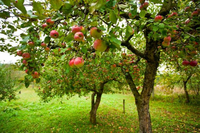وتواجه العديد من الحديقة مع مشكلة من هذا القبيل، عندما تتعفن التفاح على التفاح. ويستخدم التوضيح لمقال للحصول على ترخيص القياسية © ofazende.ru
