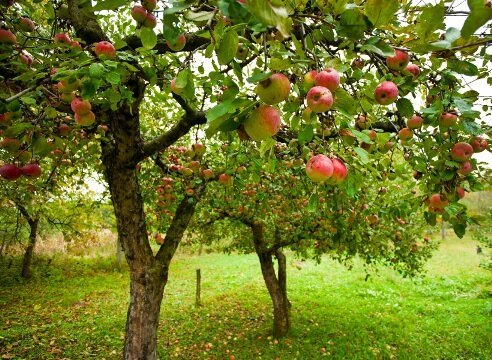 كيفية زراعة حديقة شجرة التفاح