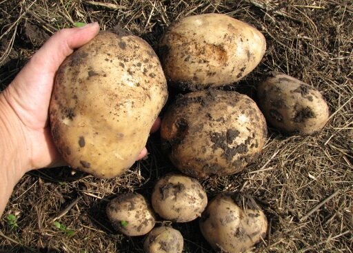 وأنا زراعة البطاطا في أرضه، ودائما الحصول على محصول جيد