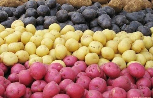 للحصول على محصول البطاطس صحي، تحتاج إلى الاستعداد لزرع بذور الربيع صحية