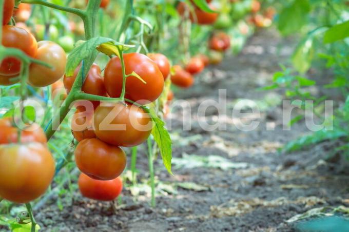 زراعة الطماطم. ويستخدم التوضيح لمقال للحصول على ترخيص القياسية © ofazende.ru