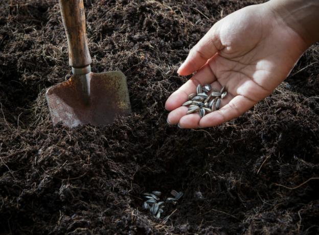 التربة والبذور جاهزة للزراعة. ويستخدم التوضيح لمقال للحصول على ترخيص القياسية © ofazende.ru