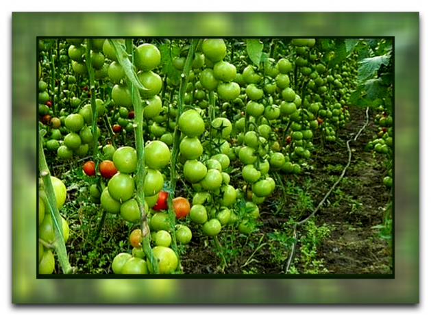 كيف ولماذا بقطع أوراق الطماطم (البندورة) أن تحصل على محصول كبير، ولماذا هذا الأسلوب هو هكذا شعبية