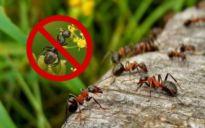 وسيلة فعالة (وصفة)، والتي سوف تخلص من النمل والزنابير في كوخ الصيف