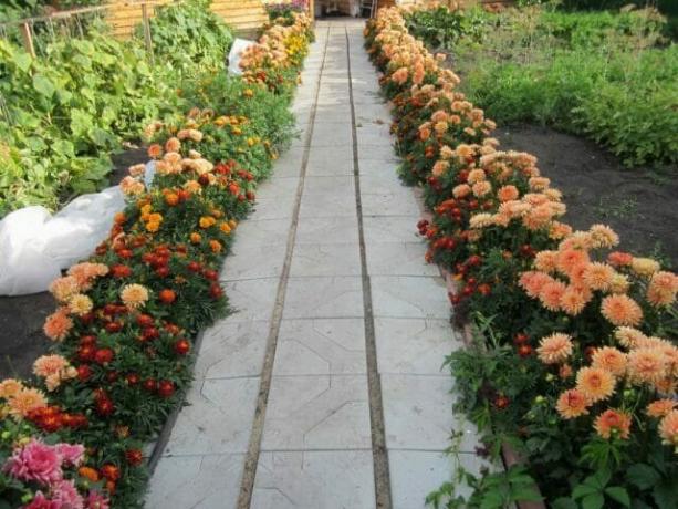 حديقة الزهور الحدود من dahlias