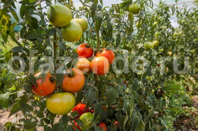 نضج الطماطم. ويستخدم التوضيح لمقال للحصول على ترخيص القياسية © ofazende.ru