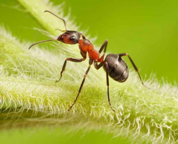 النمل على النبات. ويستخدم التوضيح لمقال للحصول على ترخيص القياسية © ofazende.ru