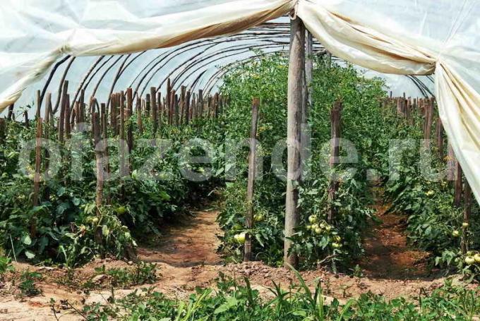 زراعة الطماطم في الاحتباس الحراري. ويستخدم التوضيح لمقال للحصول على ترخيص القياسية © ofazende.ru