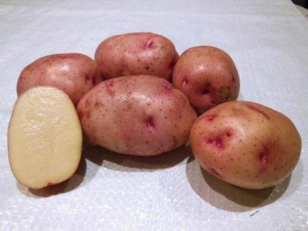 أصناف البطاطا "، جوكوفسكي في وقت مبكر"