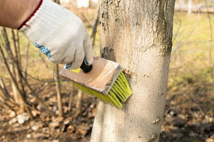 شجرة تبرئة لحماية الجذع. ويستخدم التوضيح لمقال للحصول على ترخيص القياسية © ofazende.ru