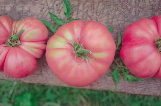 الطماطم (البندورة) وردية اللون. ويستخدم التوضيح لمقال للحصول على ترخيص القياسية © ofazende.ru
