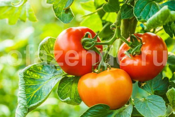 زراعة الطماطم في الدفيئة (صور المستخدمة تحت الرخصة القياسية © ofazende.ru)