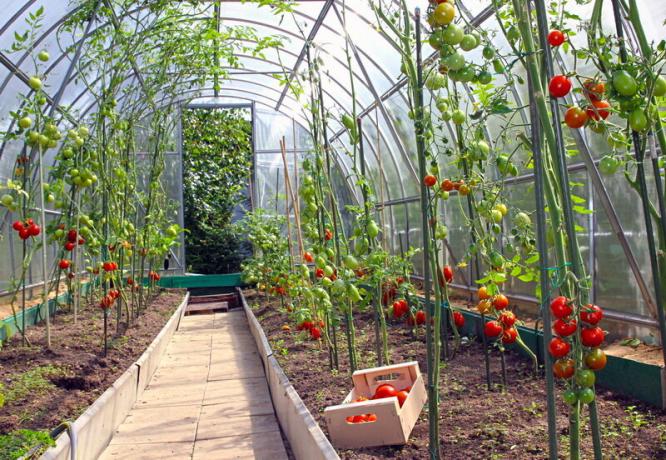زراعة الطماطم في الاحتباس الحراري. ويستخدم التوضيح لمقال للحصول على ترخيص القياسية © ofazende.ru