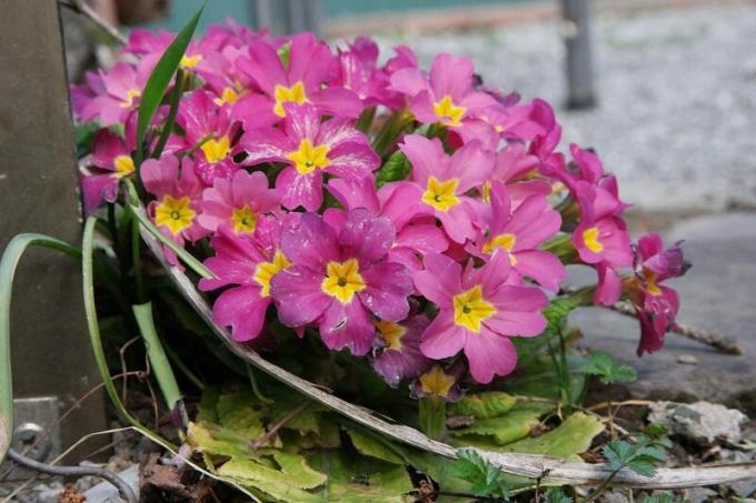 ألوان الظل -Primula. التوضيح للمقال استخدام المصدر المفتوح