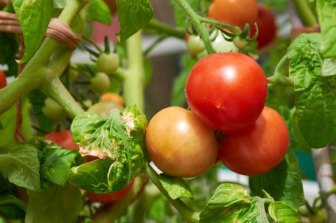 البقع البني والبني على أوراق الطماطم: ما هو عليه، وكيفية محاربة