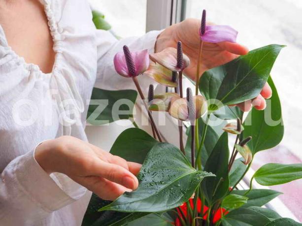 تزايد النباتات المنزلية. ويستخدم التوضيح لمقال للحصول على ترخيص القياسية © ofazende.ru