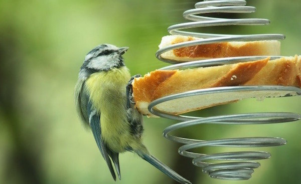 مغذيات الطيور غير عادية من مواد الخردة
