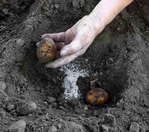 إضافة الرماد عند زراعة البطاطس. ويستخدم التوضيح لمقال للحصول على ترخيص القياسية © ofazende.ru