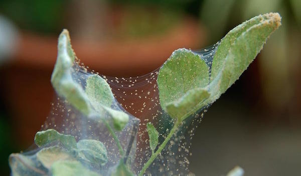 كيفية التخلص من العناكب على النباتات المنزلية