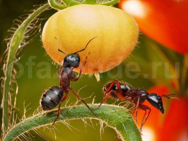 التخلص من النمل. ويستخدم التوضيح لمقال للحصول على ترخيص القياسية © ofazende.ru